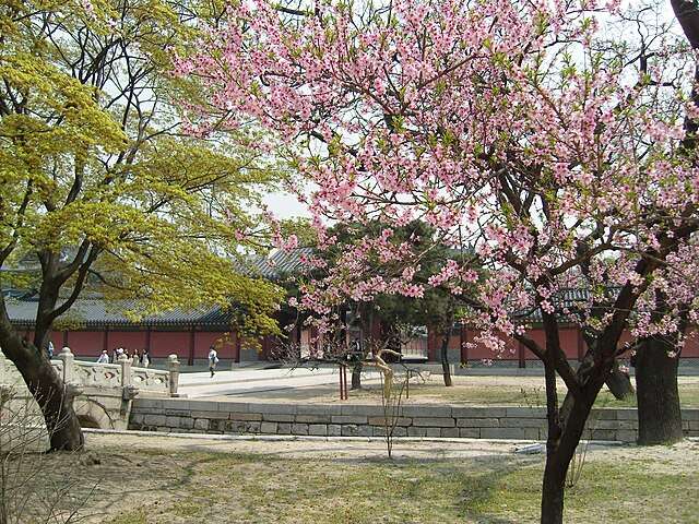 Changdeokgung Palace bridge trees Seoul South Korea spring cherry blossoms Korea travel guide canadians