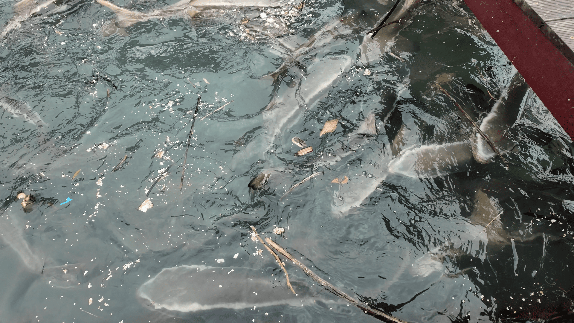 Fish in fish farm Lan Ha Bay morning excursion Vietnam