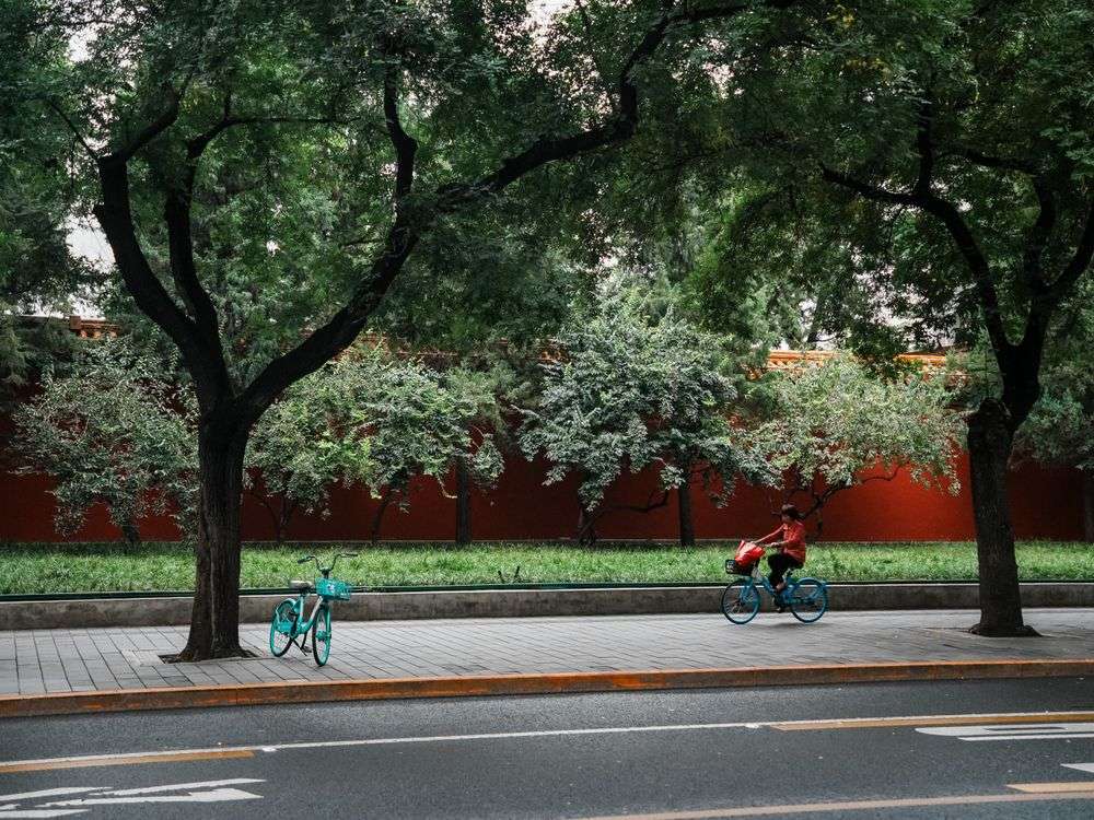 Cyclists on a tree-lined street in Beijing, China